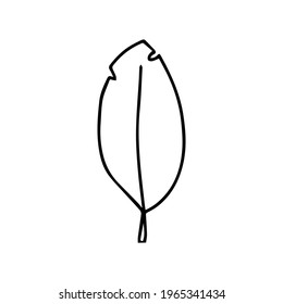 A trendy separate element of the tropical leaf. Palm, monstera. Hand drawn doodle illustration for decoration, print, posters, textile design, postcards. Isolated over white background.