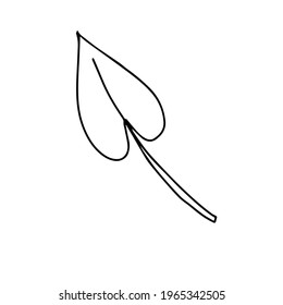 A trendy separate element of the tropical leaf. Eucalyptus, ivy. Hand drawn doodle illustration for decoration, print, posters, textile design, postcards. Isolated over white background.
