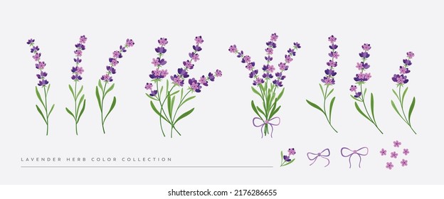 Trendy set of colourful hand-drawn line Lavender illustrations. Perfect for wedding invitations, logo, fabric, packaging, baby products. Herb minimalistic.