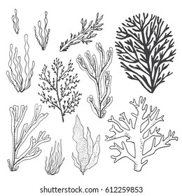 Trendy summer seaweed design. Outlined vector set