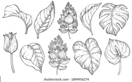 Trendy summer tropical palm leaves and flowers, jungle plants. Vector Black and white set