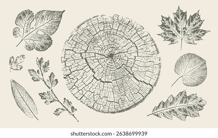 Trendy tree rings ivy vines and leaves for logo or decorations. Hand drawn line elegant leaves for invitation card. Botanical rustic trendy vector art. 
