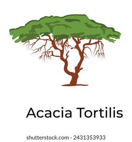 Diseño vectorial de moda del árbol de brachychiton 