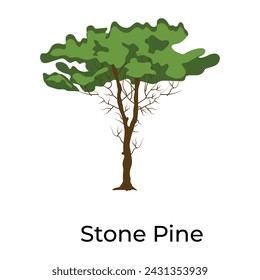 Trendy vector design of brachychiton tree 