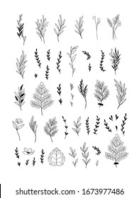 Trendy vector foliage drawings in linear style. Black elements of hand drawn greenery branch, flowers, herbs and leaves. Line and silhouette. Perfect logo for brand: packaging, cosmetic, jewellery