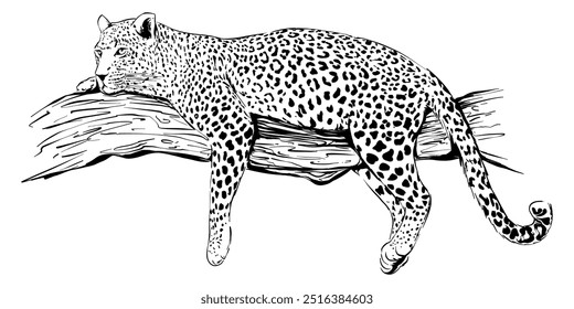 Trendy Vetor leopardo ilustração, preto e branco desenho animal, gato selvagem na natureza, arte da vida selvagem, leopardo deitado arte da linha, felino desenhado à mão, animais de safári, cartaz da natureza design gráfico detalhado