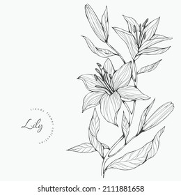Trendy wedding flowers of lily for logo or decorations. Hand drawn line wedding decoraton, elegant leaves for invitation save the date card. Botanical rustic trendy greenery