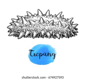 Trepang ink sketch. Isolated on white background. Hand drawn vector illustration. Retro style.