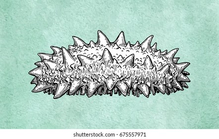 Trepang ink sketch on old paper background. Hand drawn vector illustration. Retro style.