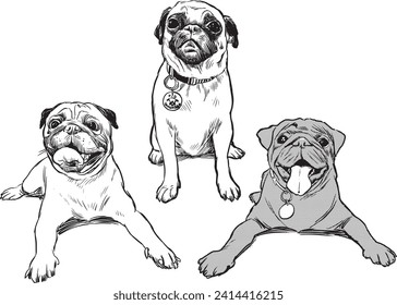 Tres pugs adorables, mascotas, vectores