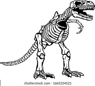 T-rex dinosaur skeleton illustration, vector.