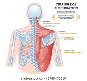 Triangle of auscultation brief, back anatomy highlighting the small listening window bordered by trapezius, scapula, and latissimus dorsi for lung sounds. Diagram