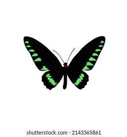 Triangle Birdwing Butterfly is an endemic to Palawan, Philippines. It is also known as Palawan birdwing