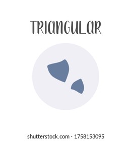 Triangular bacteria. Irregular shapes of bacteria. Types and different forms of bacterial cells, classification. Morphology. Microbiology. Vector flat illustration