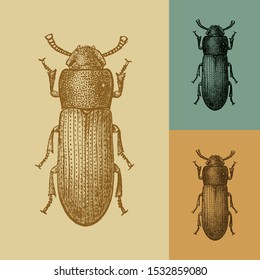 Tribolium cofusum beetle vector. Vintage illustration drawing. Applied in colored backgrounds.