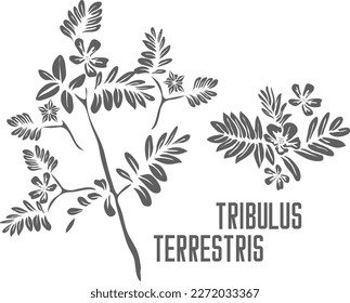 Flores de tribulus y silueta vectorial de semillas. Esquema herbario medicinal de Tribulus terrestres. Tribulus terrestres In Line para productos farmacéuticos y de cocción. Esquema de la planta de Tribulus terrestres.