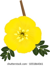 Tribulus terrestris flower and leaf on white background.