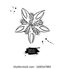 Tribulus terrestris seed vector drawing. Isolated medical plant . Herbal engraved style illustration. Detailed botanical sketch