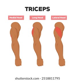 Anatomia dos músculos tríceps. Cabeça média, longa e lateral do tríceps. Ilustração de vetor plano isolada no plano de fundo branco