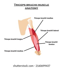 Triceps brachii muscle anatomy diagram,triceps brachii medius brachii,lateral,longus and triceps brachii tendon.Study content for biology and medcine students.Vector illustration.