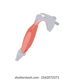 Triceps Muscle, Human Body Part Illustration