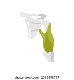 Triceps Muscles icon in vector. Logotype