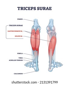 Triceps surae with gastrocnemius and soleus leg muscles outline diagram. Labeled educational scheme with detailed human foot skeletal system and calcaneus, tibia or achilles tendod vector illustration