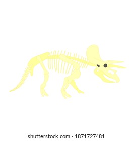 triceratops dinosaur skeleton on white background