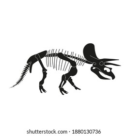 triceratops dinosaur skeleton on white background