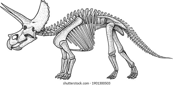 Triceratops Skelett, Illustration, Zeichnen, Gratieren, Tinte, Line Art, Vektorgrafik