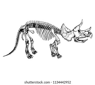 Triceratops Skeleton Silhouette in sketch style.Vector Illustration of  dinosaur.