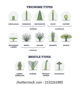 Trichome and bristle types comparison and division groups outline diagram. Labeled educational biological categories with plant hair differences vector illustration. Tapering, glandular and stellate.