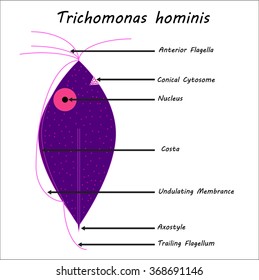 Trichomonas hominis- parasitic microscope