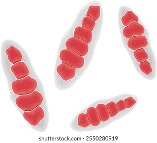 Trichophyton Mentagrophytes o Macroconidia Fungus Ilustración aislada sobre fondo blanco	