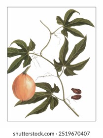Trichosanthes rosthornii, hand-painted floral and botanical painting, hand-painted herbal painting, natural herbs.