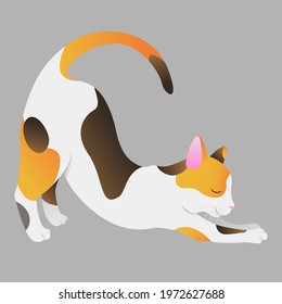 The tricolor cat is stretching. Good morning.