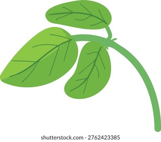 Trifoliate soybean leaf (Glycine max) isolated on white