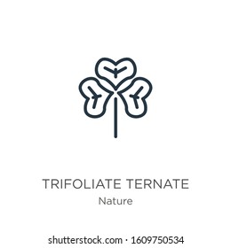 Trifoliate ternate icon. Thin linear trifoliate ternate outline icon isolated on white background from nature collection. Line vector sign, symbol for web and mobile