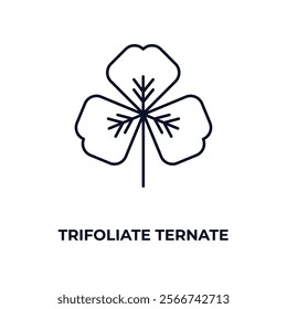 trifoliate ternate outline icon. Linear vector from nature concept. Thin line trifoliate ternate icon isolated on white background