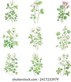 Trifolium.Watercolor set of wildflowers. Hand drawn vector illustration.