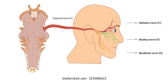 Trigemial nerve illustration. Connection of the face nerves to brainstrem with nerve number V. Ventral view of brainstrem. 