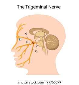 The trigeminal nerve