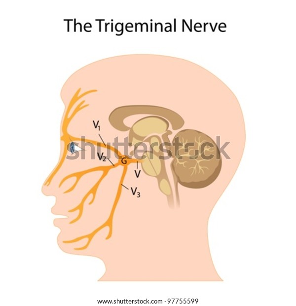 Trigeminal Nerve Stock Vector (Royalty Free) 97755599