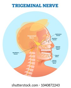 Trigeminal nerve anatomical vector illustration diagram with human head cross section. Medical nerve scheme.