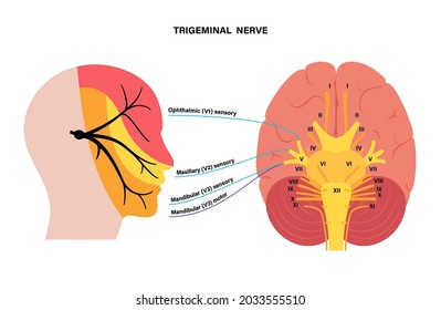 Trigeminal nerve diagram. Ganglion, ophthalmic, mandibular and maxillary nerves. Sensations to face, mucous membranes, and other structures of human head. Cranial nerves anatomical vector illustration