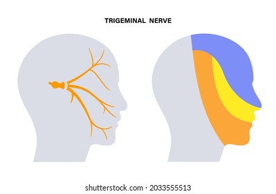 Diagrama del nervio trigeminal. Ganglio, nervios oftálmicos, mandibulares y maxilares. Sensaciones en la cara, membranas mucosas y otras estructuras de la cabeza humana. Ilustración anatómica vectorial plana.