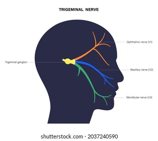 Diagrama del nervio trigeminal. Ganglio, nervios oftálmicos, mandibulares y maxilares. Sensaciones en la cara, membranas mucosas y otras estructuras de la cabeza humana. Ilustración anatómica vectorial plana.