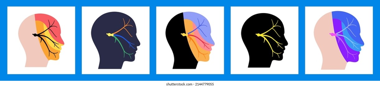 Trigeminal nerve diagram. Ganglion, ophthalmic, mandibular and maxillary nerves. Sensations to the face, mucous membranes, and other structures of the human head. Anatomical flat vector illustration.