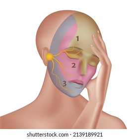 Trigeminal nerve with indication on the face. Vector illustration