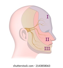 Trigeminal nerve with indication on the face. Vector illustration